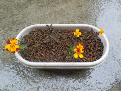 japan 小さいプランタのマリーゴールド 6月