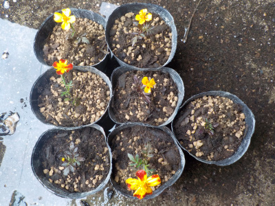 japan マリーゴールドをポット上げ 6月