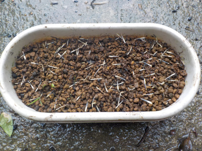 japan マリーゴールドの連作種蒔き 6月