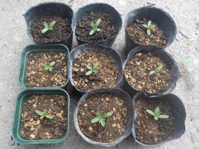 japan マリーゴールドをポットにまた分けました。 6月