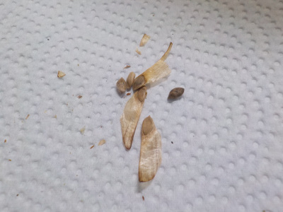 鳶ヶ巣城址に生えている赤松の種