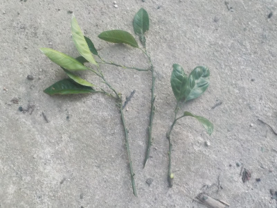 温州ミカンの挿し木