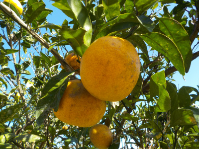 温州ミカンの味見