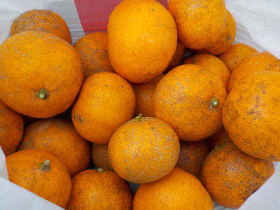 温州ミカンの表面がガサガサ