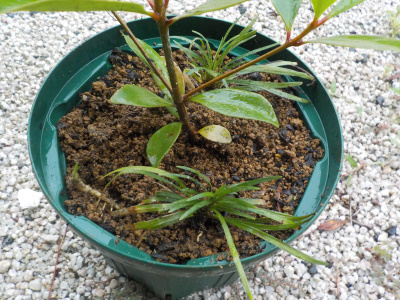 モッコクとリュウノヒゲ