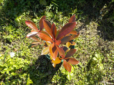 モッコクの紅葉