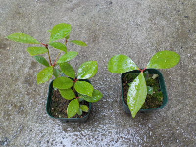 モッコクの実生苗