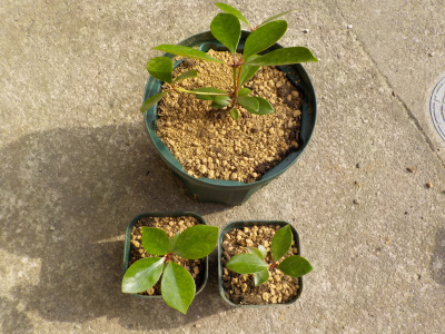 実生モッコクの植替え