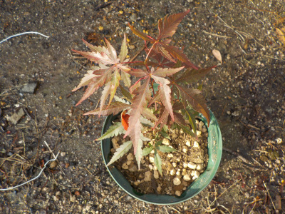 カエデの植え替え