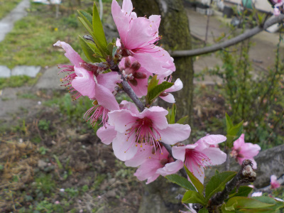食べる桃の花