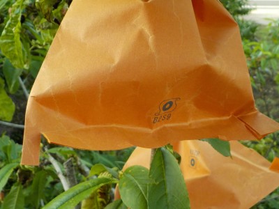 桃の袋掛けは4月末