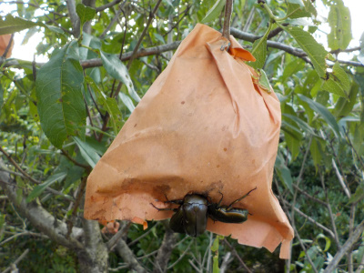 桃とカエルとカナブン