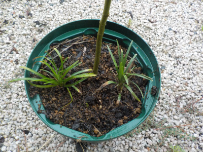 ムクゲと龍の髭