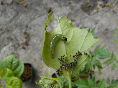 秋に柵ムクゲび花