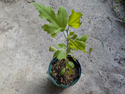 秋に柵ムクゲび花