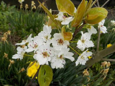 梨の受粉作業スタート