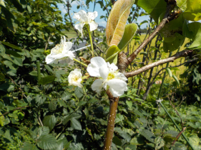 梨は毎年狂い咲き