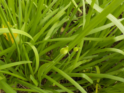 花芽が出てきたニラを食べる。