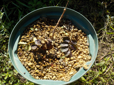 ノウゼンカズラの落葉