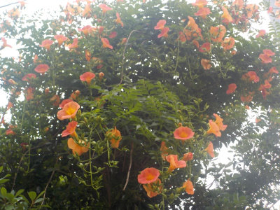 ノウゼンカズラが大量に開花中