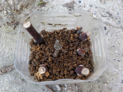 ペットボトルでノウゼンカズラの挿し木