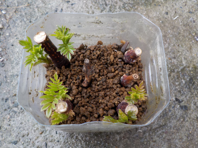 ノウゼンカズラの挿木