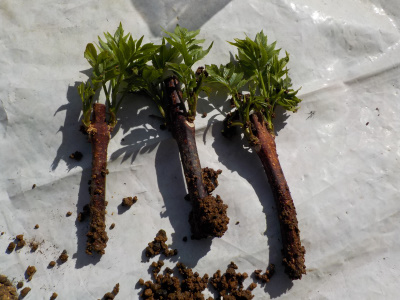 ノウゼンカズラの挿木