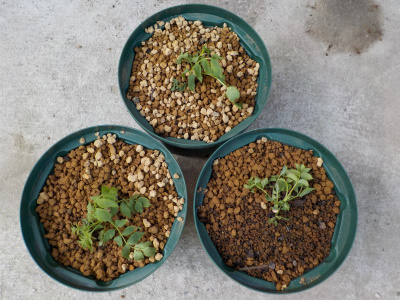 ノウゼンカズラの挿し木は成功するのか