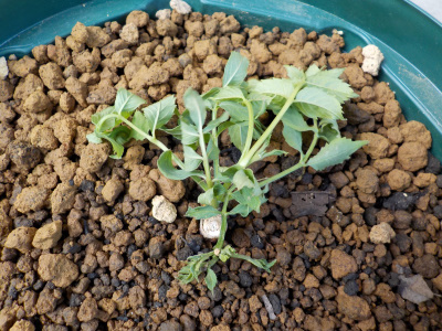 くったりとしおれたノウゼンカズラ