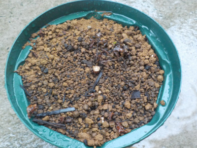 ノウゼンカズラの挿し木が枯れた