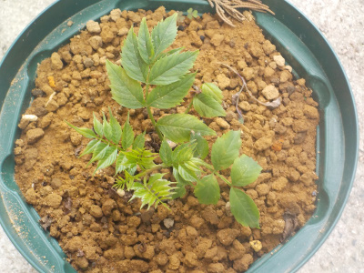 ノウゼンカズラが成長しない