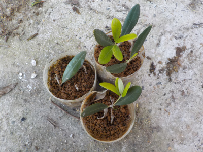 ペットボトルでオリーブの挿し木