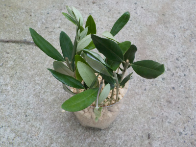オリーブび挿し木に成功