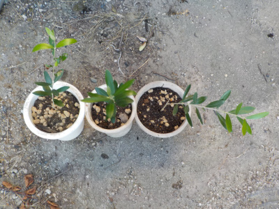 オリーブの植え替え