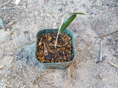 オリーブの挿し木に成功