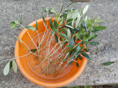 オリーブの挿し木