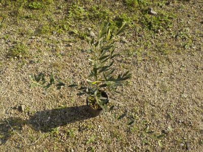 ピクアルを購入