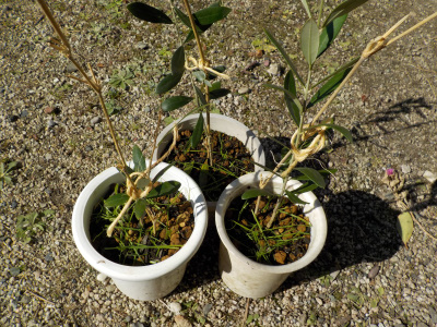 挿し木オリーブに支柱