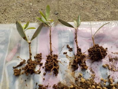 オリーブび挿し木に成功