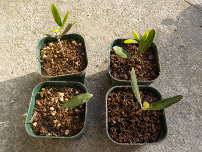 挿し木オリーブの鉢上げ