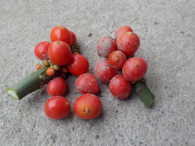 オモトの実を収獲