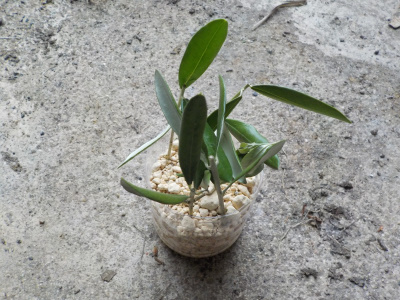 オリーブび挿し木を追加