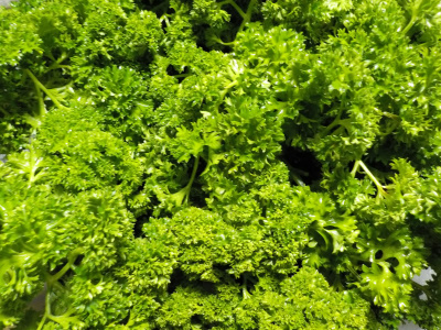 冬に収穫できる野菜のパセリ