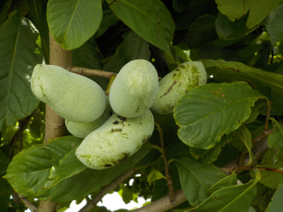 ポポーの実がキッシリ