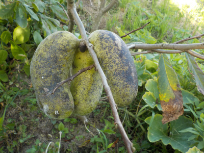 晩稲のポポー種