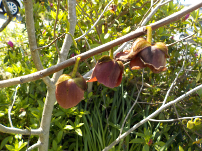 ポポー開花　実生