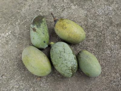 ポポーの実が落下