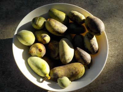 ポポーの実を収獲