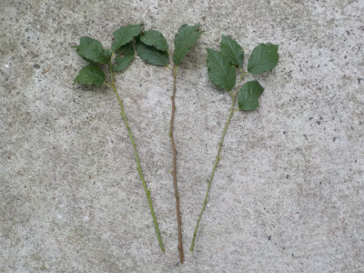 プルーンの挿し木