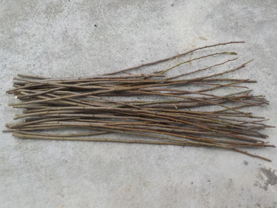 プルーンの剪定